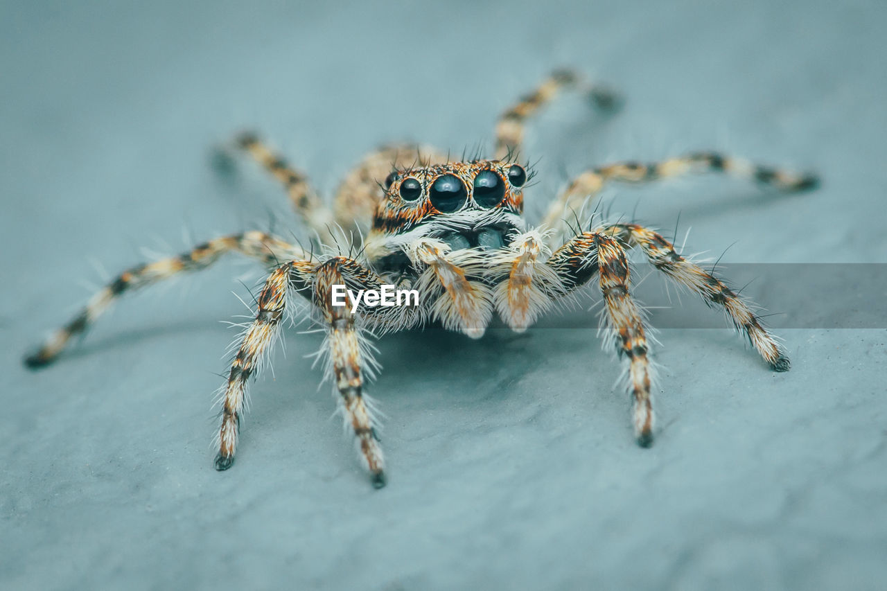 animal themes, animal, one animal, animal wildlife, spider, arachnid, wildlife, macro photography, insect, close-up, jumping spider, zoology, no people, animal body part, nature, outdoors, selective focus