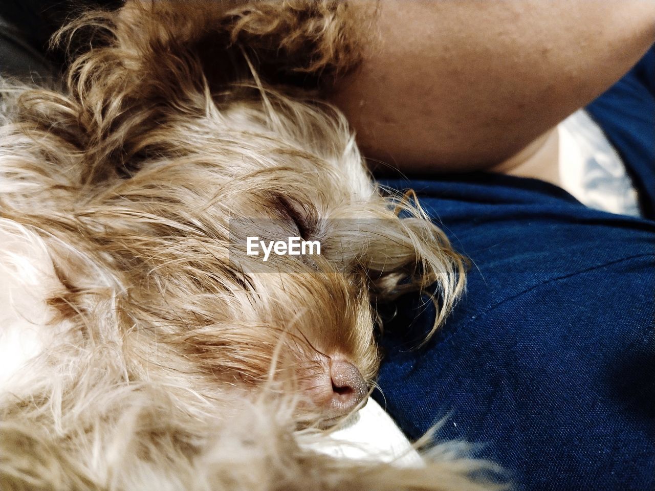CLOSE-UP OF A DOG SLEEPING ON MAN