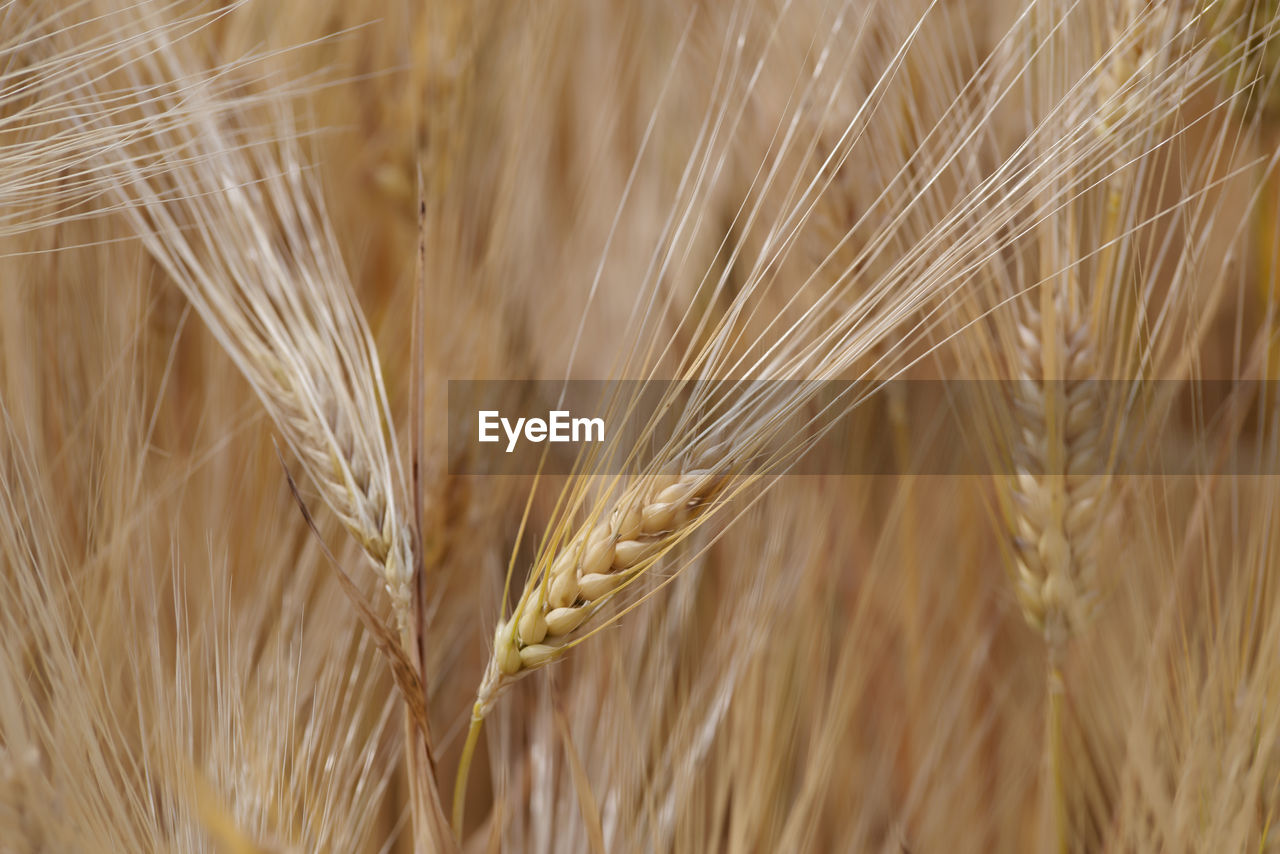 Close-up of wheat growing on field