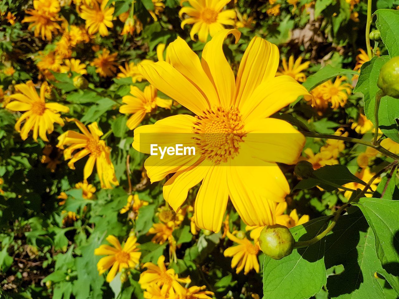 CLOSE-UP OF YELLOW FLOWERING PLANTS