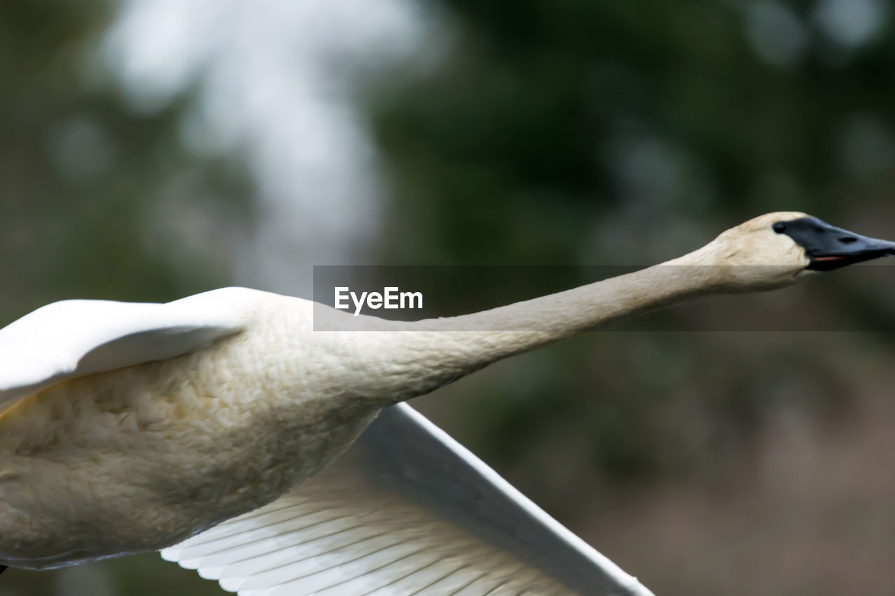 CLOSE-UP OF A BIRD ON WOOD