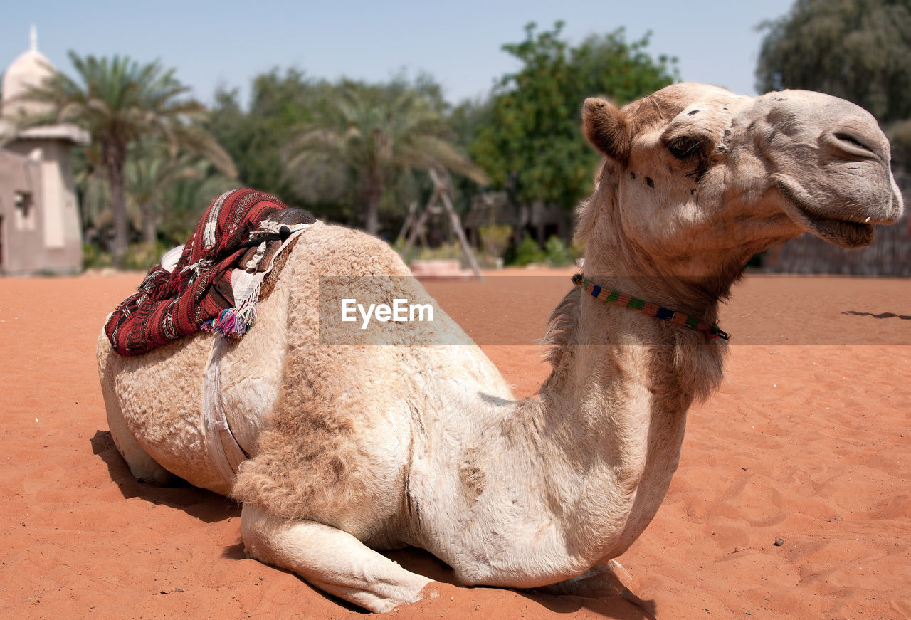 Camel relaxing on desert
