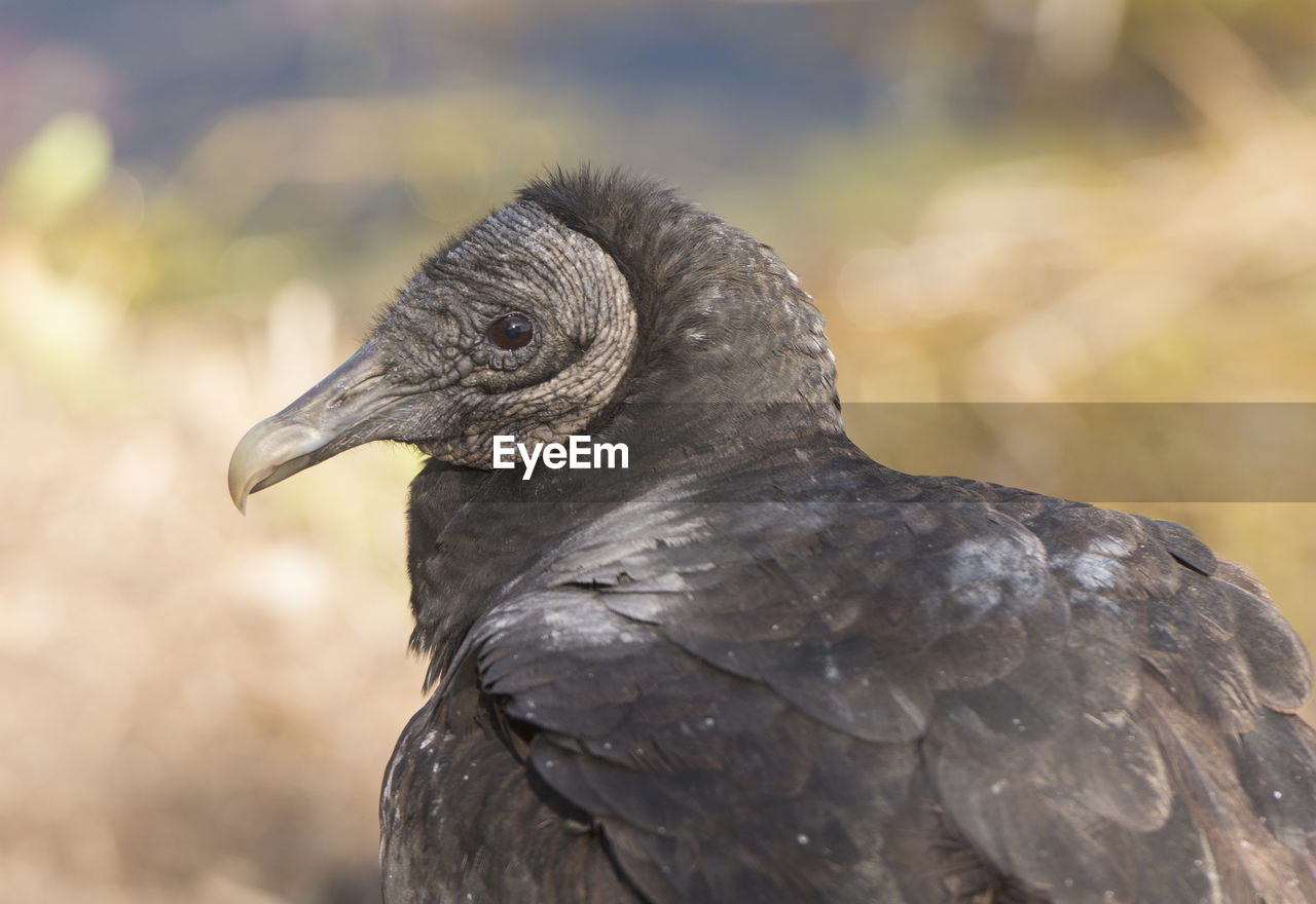 Black vulture in the everglades