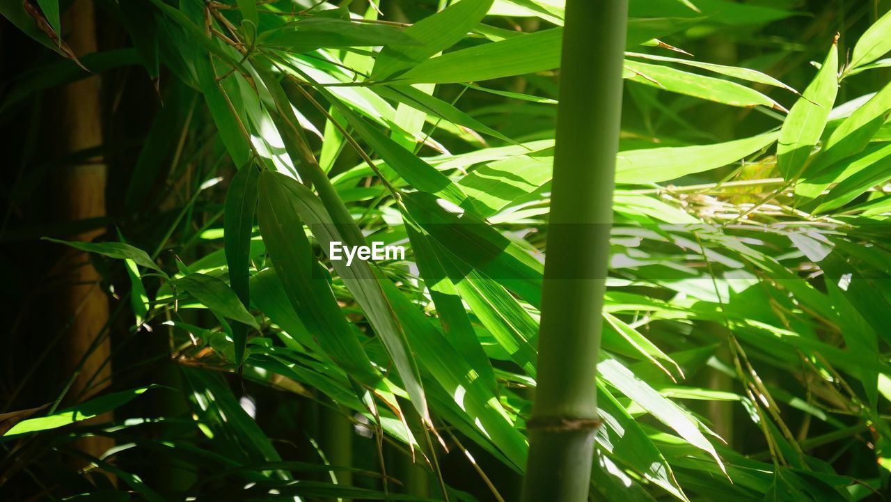 CLOSE-UP OF FRESH GREEN LEAVES ON PLANT