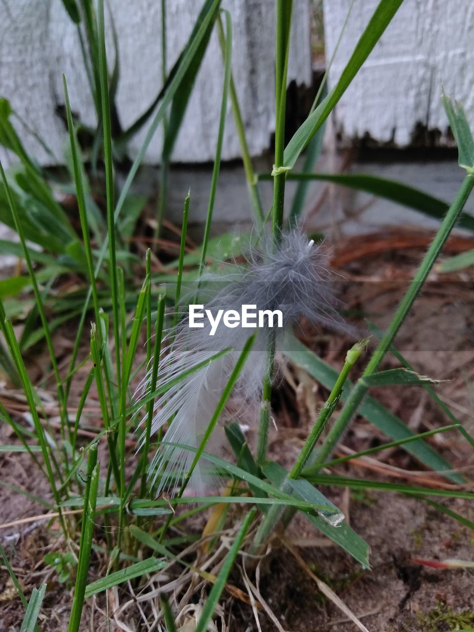 CLOSE-UP OF WHITE FEATHER ON GRASS