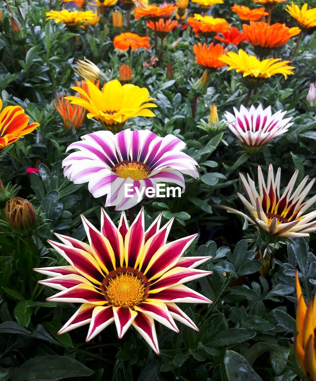 HIGH ANGLE VIEW OF FLOWERS BLOOMING ON FIELD