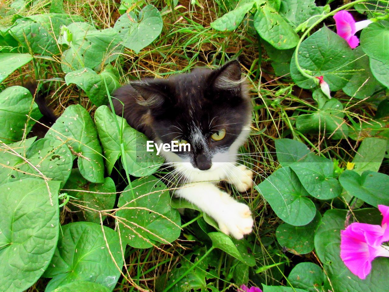 PORTRAIT OF A CAT ON PLANT