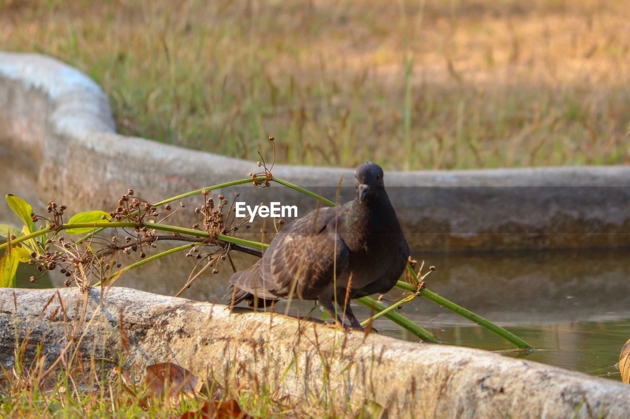 Bird perching on a land