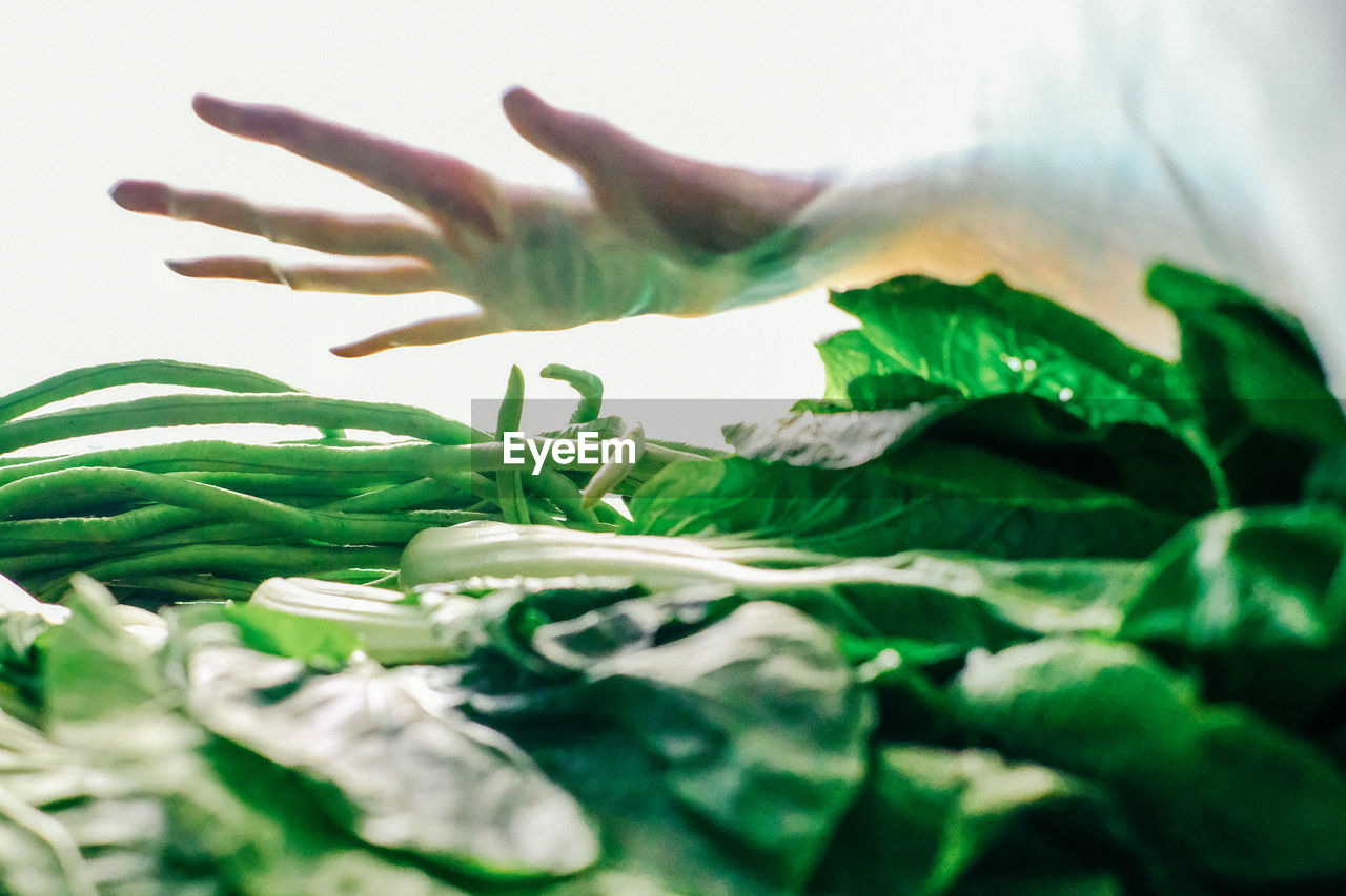 Close-up of vegetables in the fridge