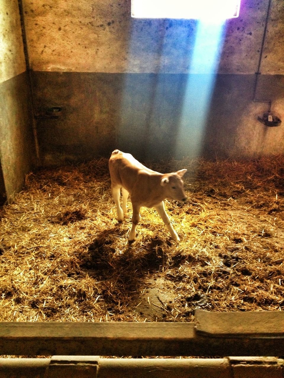 Small calf in stable
