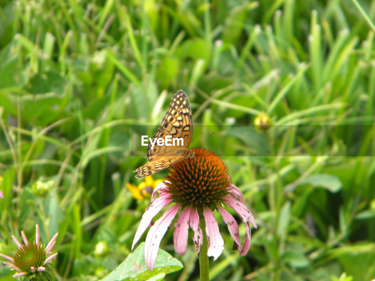 Close-up of butterfly pollinating on flower