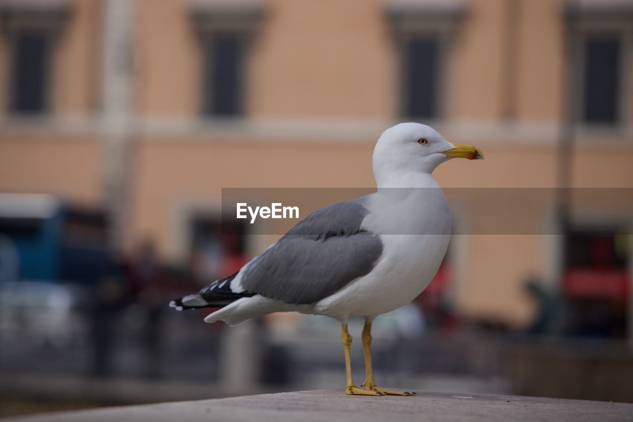 CLOSE-UP OF SEAGULL PERCHING ON OUTDOORS