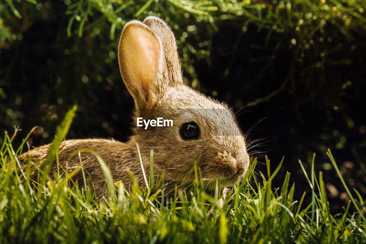 animal, animal themes, grass, pet, domestic rabbit, rabbits and hares, mammal, one animal, animal wildlife, rabbit, plant, nature, wildlife, hare, close-up, no people, animal body part, whiskers, rodent, green, land, outdoors, animal head, brown, day, cute, field