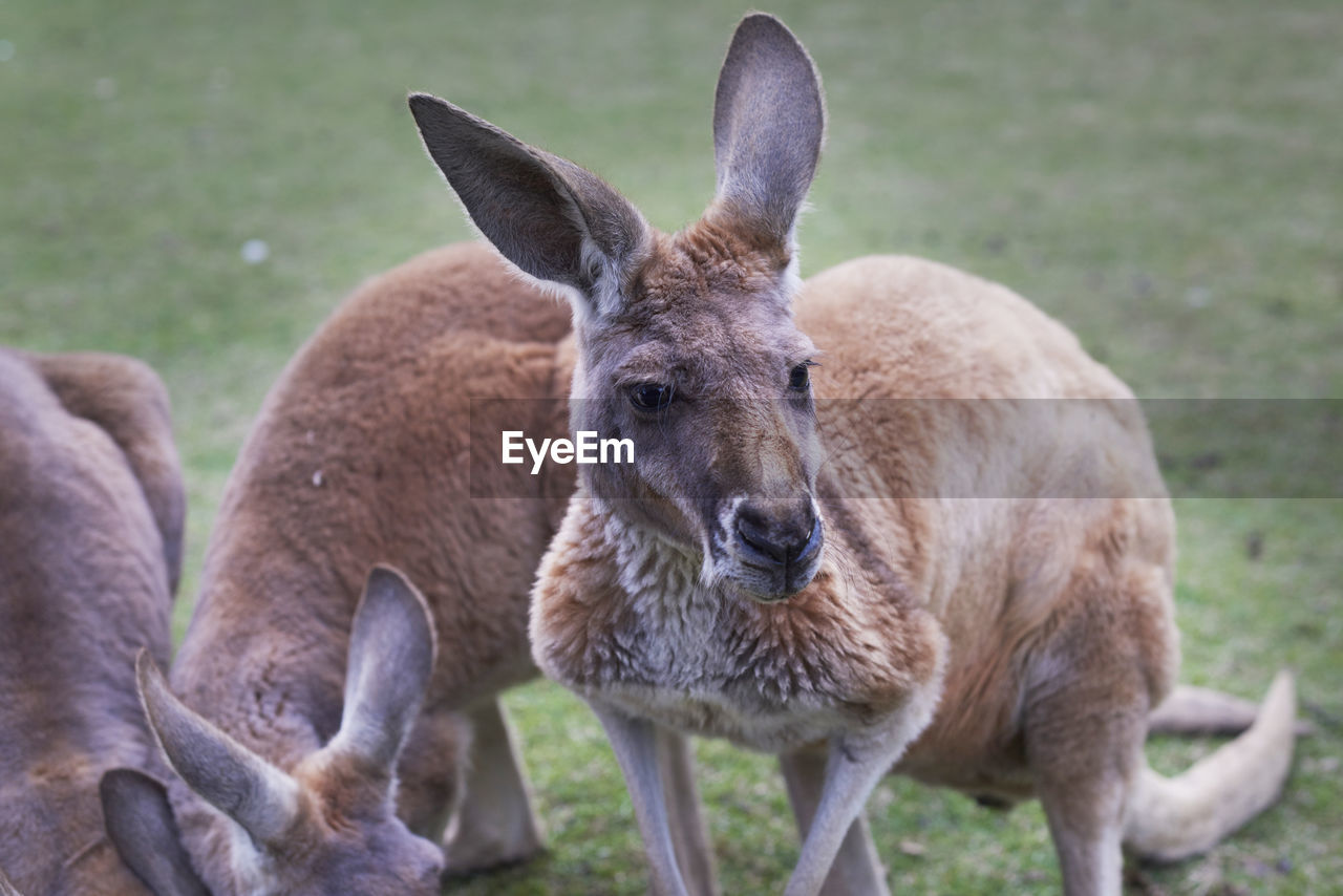 CLOSE-UP PORTRAIT OF DEER IN GRASS