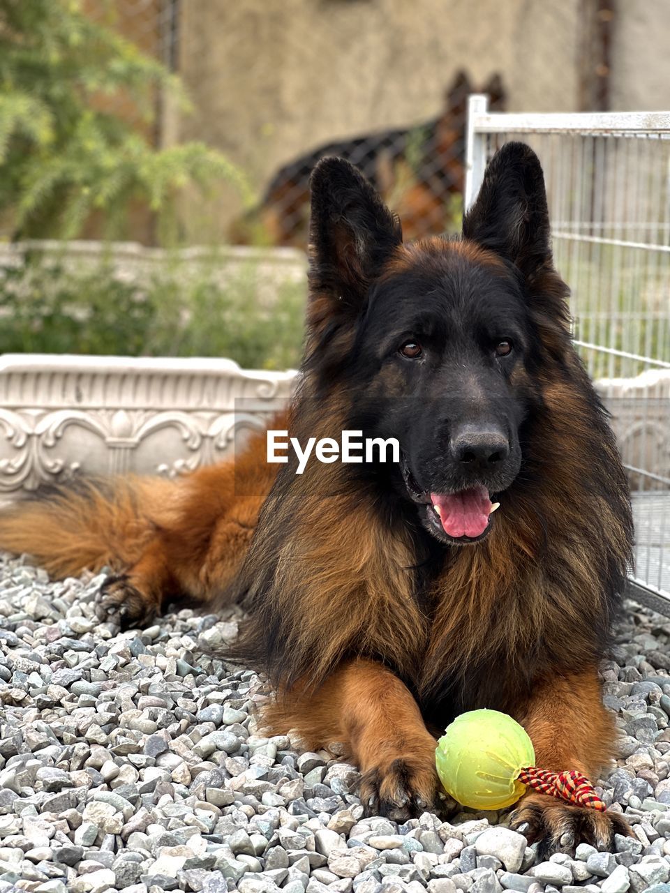 Portrait of dog on field