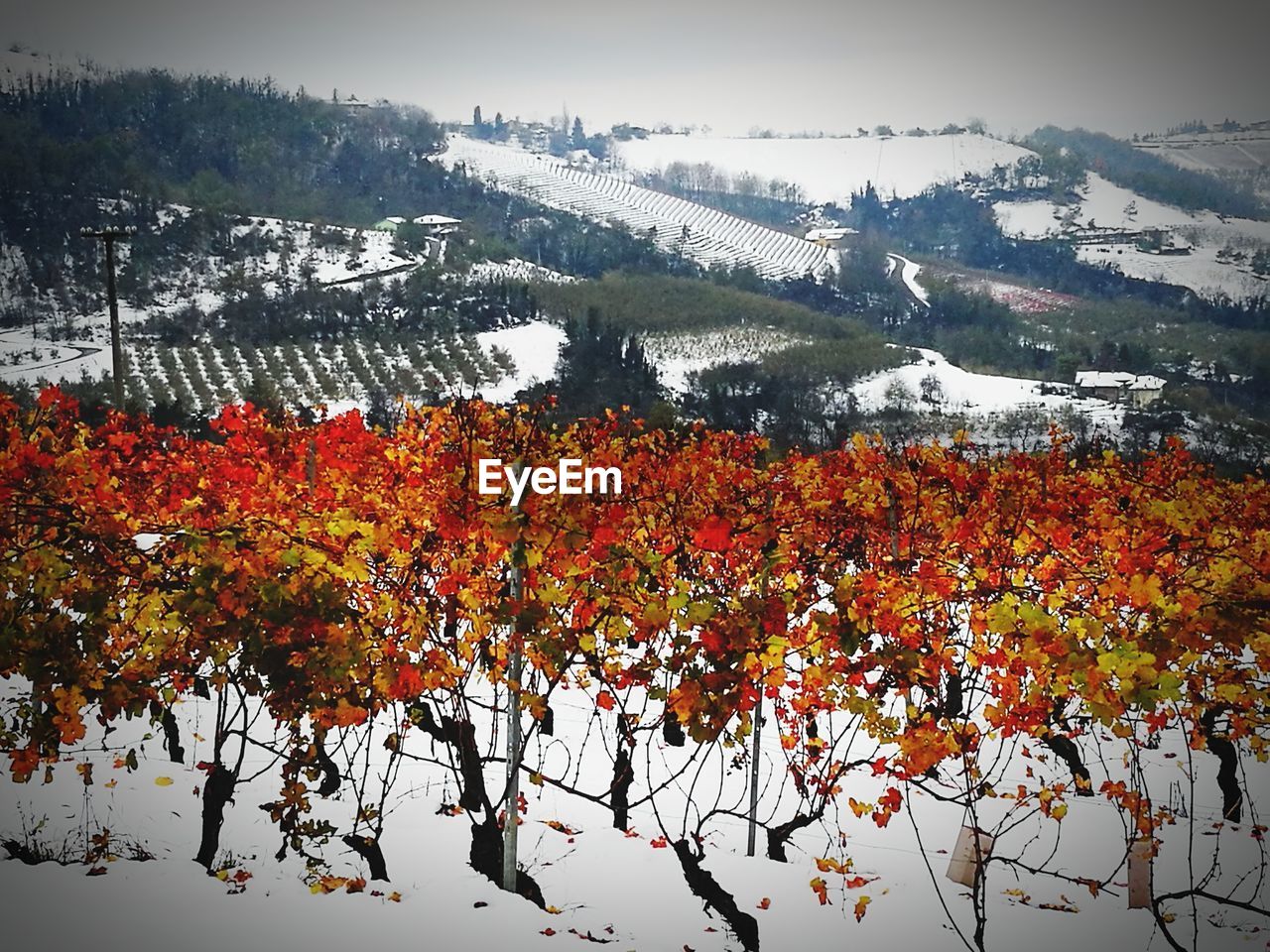 SCENIC VIEW OF FLOWERING PLANTS DURING WINTER