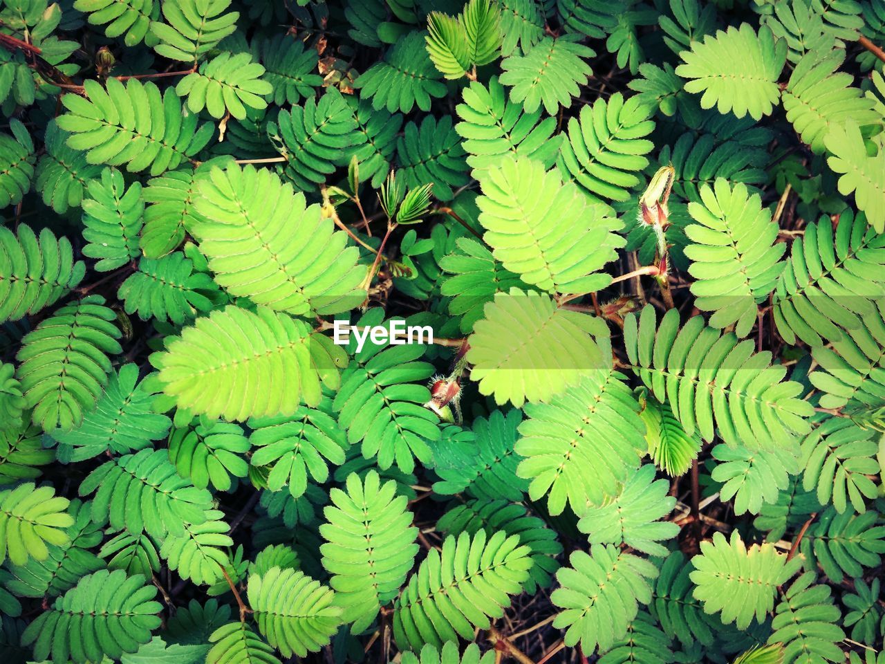 Full frame shot of leaves