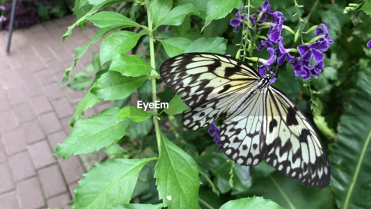 BUTTERFLY ON PURPLE FLOWER