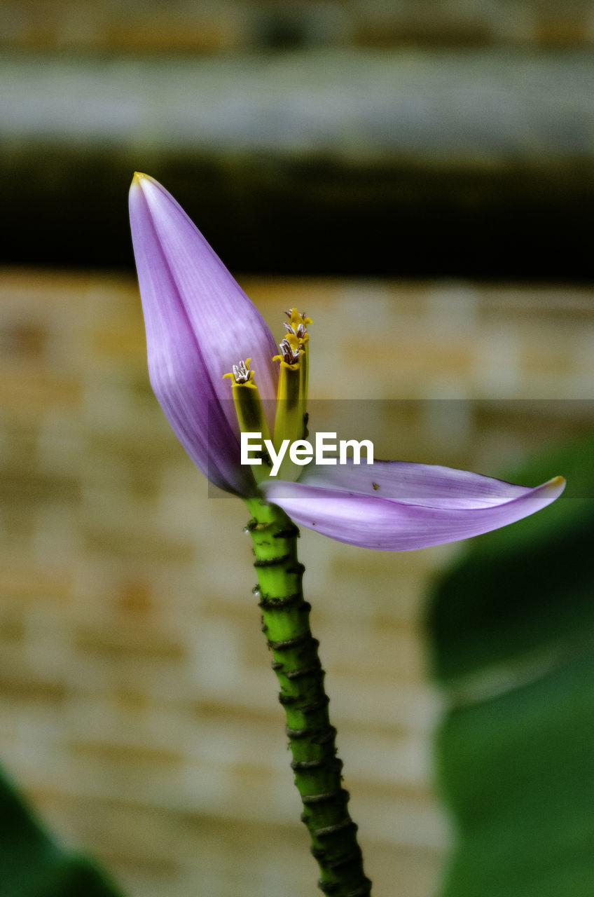 Close-up of purple flowering plant