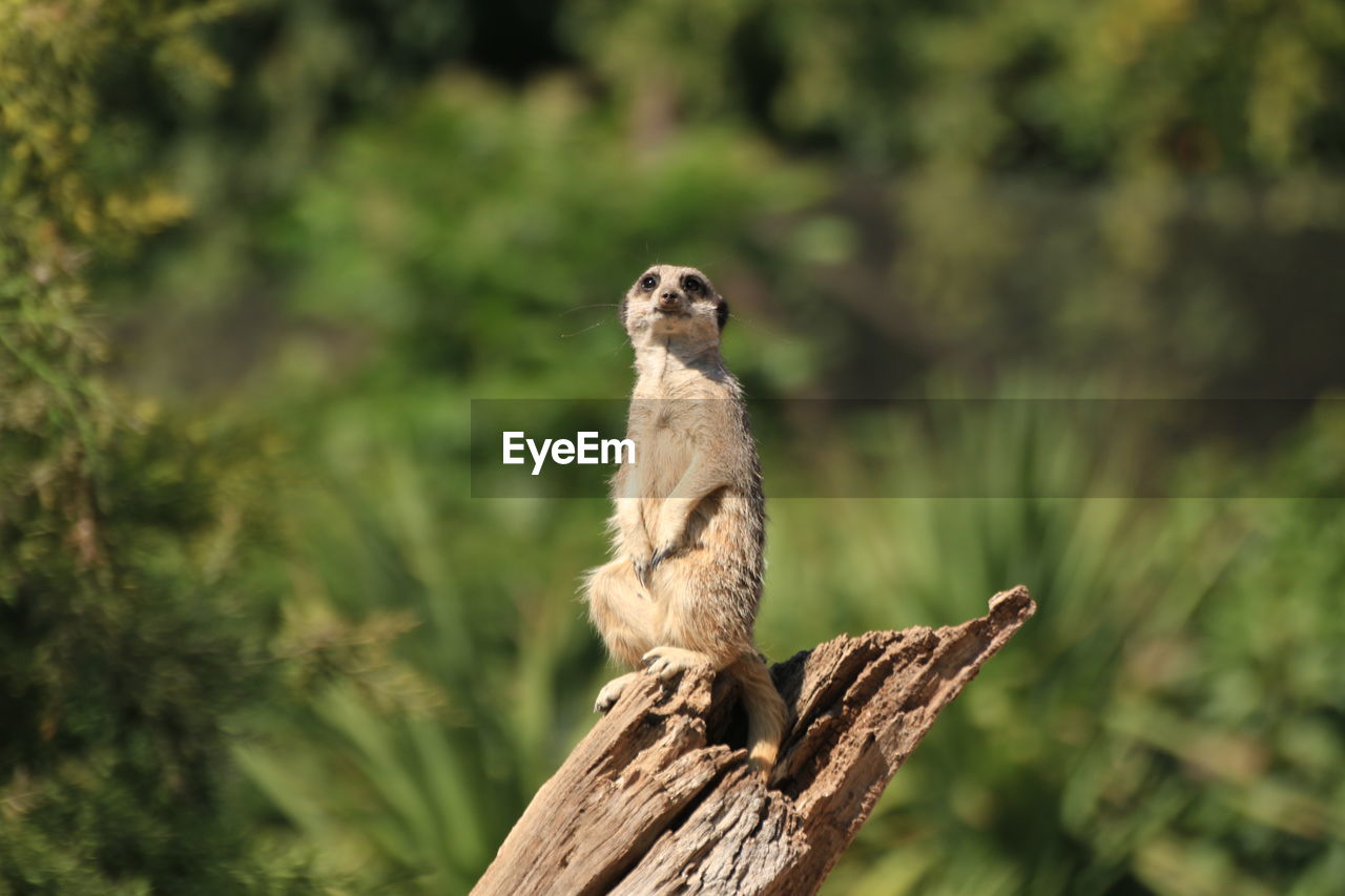 Meerkat on branch lookout