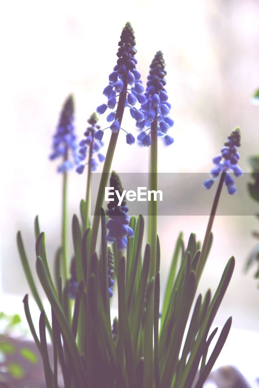 Close-up of hyacinths blooming outdoors