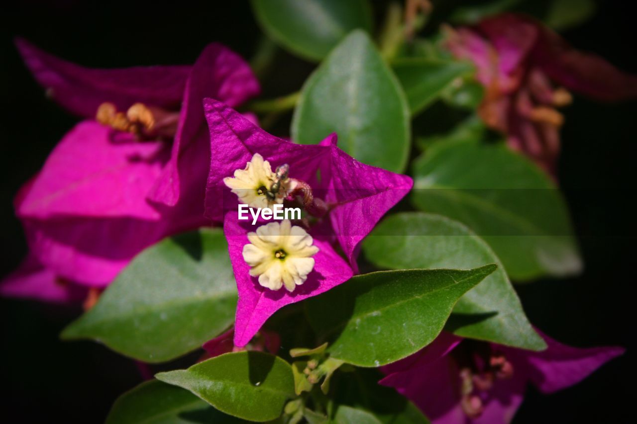 CLOSE-UP OF PURPLE FLOWER GROWING ON PLANT