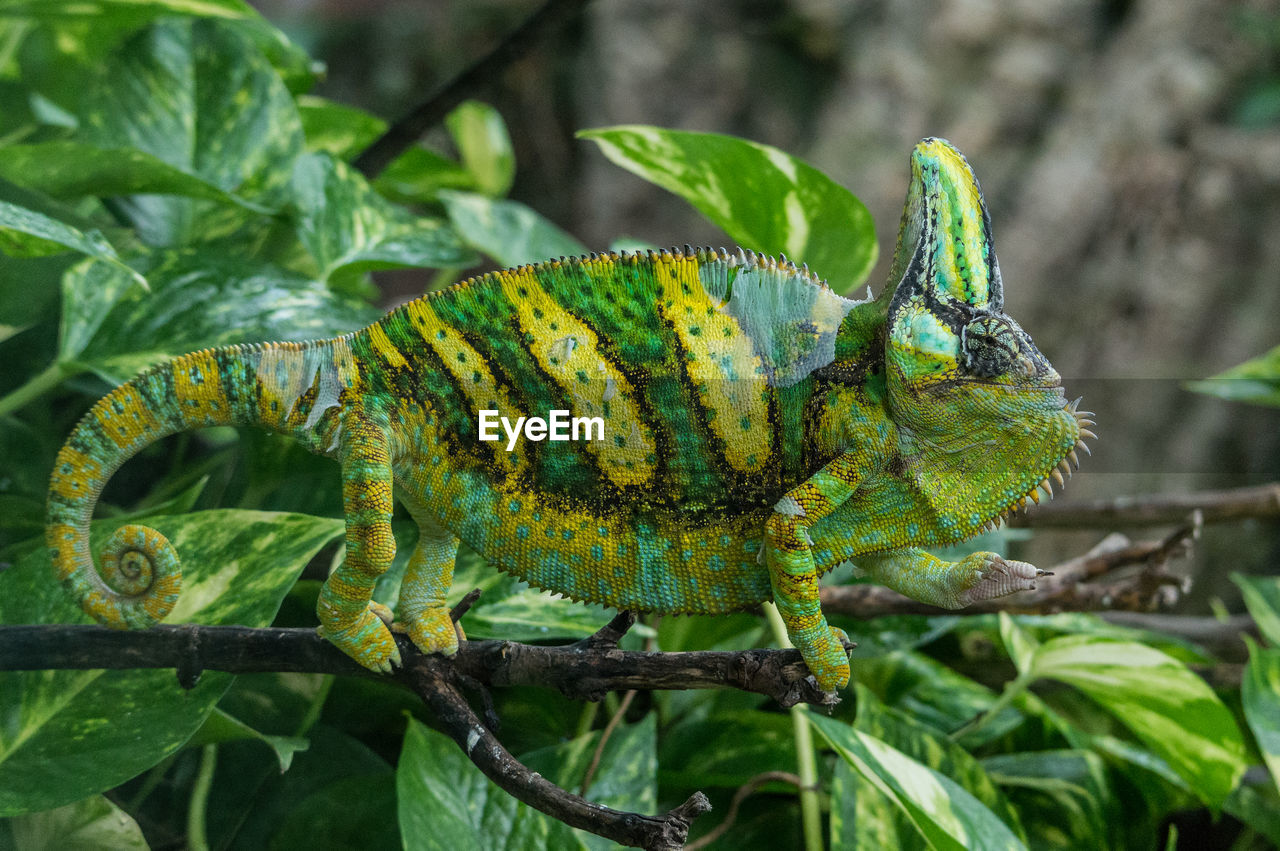 CLOSE-UP OF A LIZARD ON TREE BRANCH