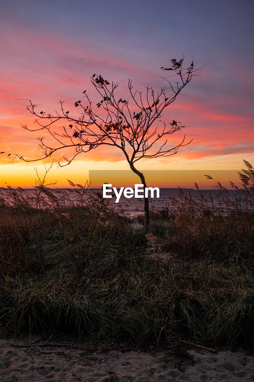 BARE TREE ON FIELD DURING SUNSET