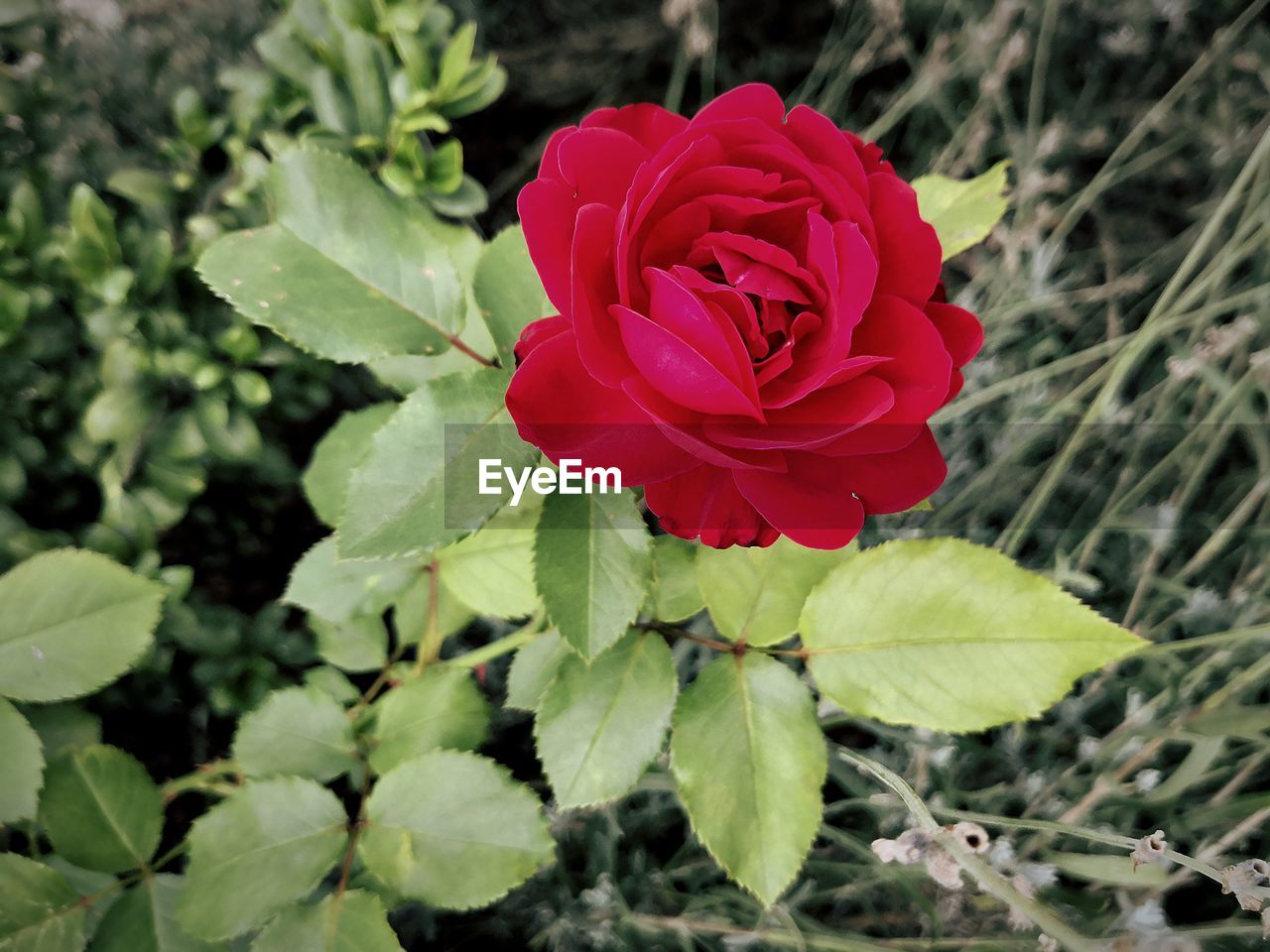 CLOSE-UP OF RED ROSE