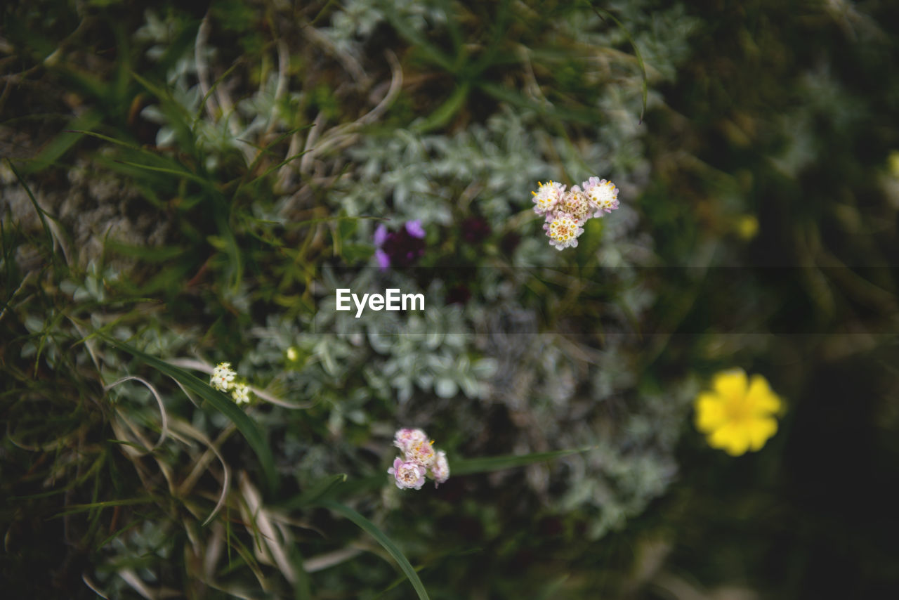 CLOSE-UP OF FLOWERS BLOOMING