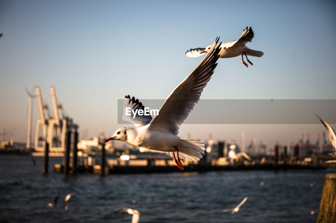 SEAGULL FLYING OVER SEA