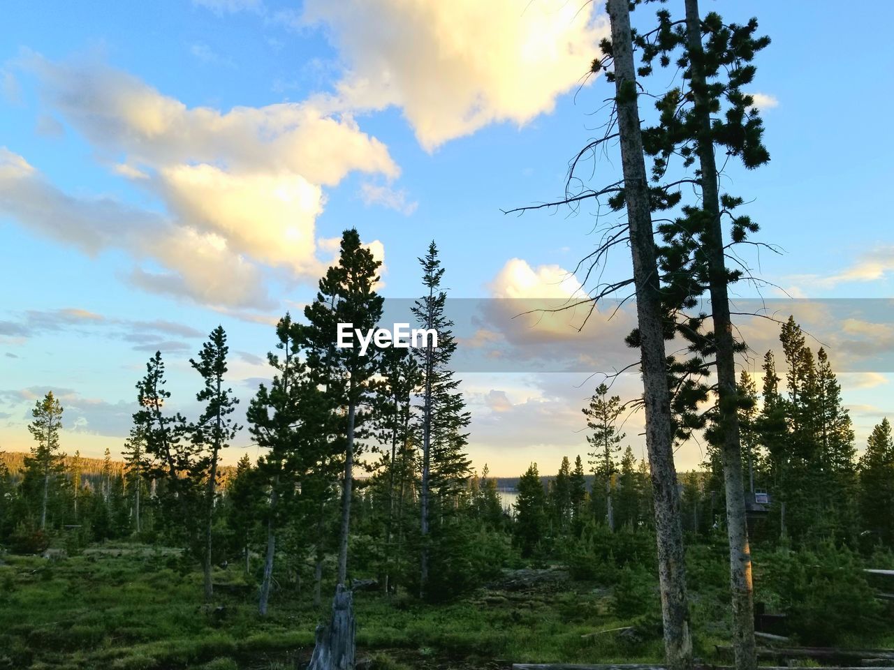 LOW ANGLE VIEW OF TREES AT SUNSET