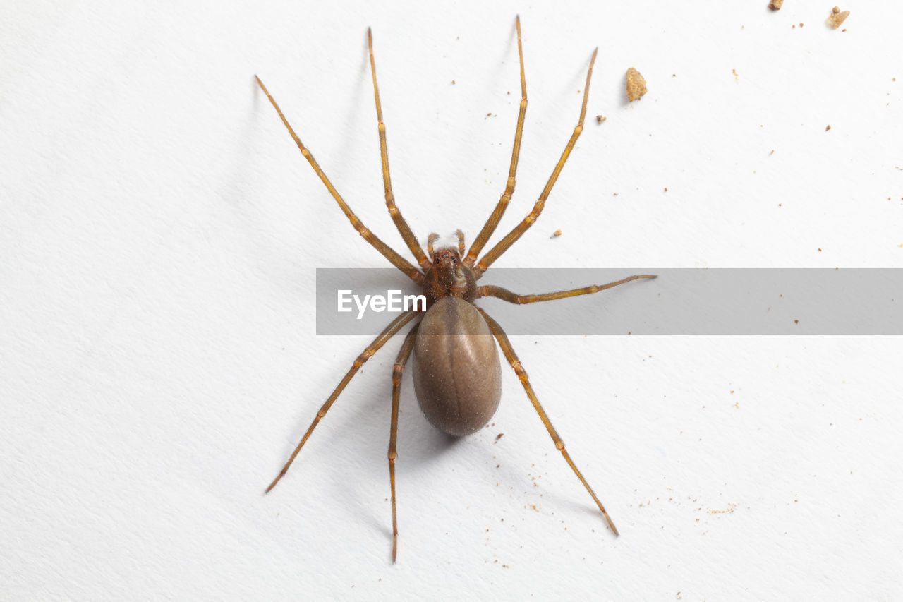 animal, no people, close-up, food, food and drink, spider, indoors, studio shot, macro photography, white background, insect, white, animal themes, arachnid, leaf