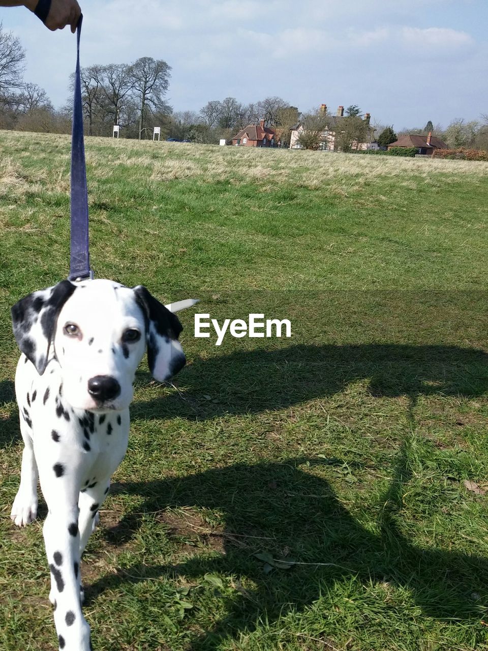 DOG STANDING ON GRASSY FIELD