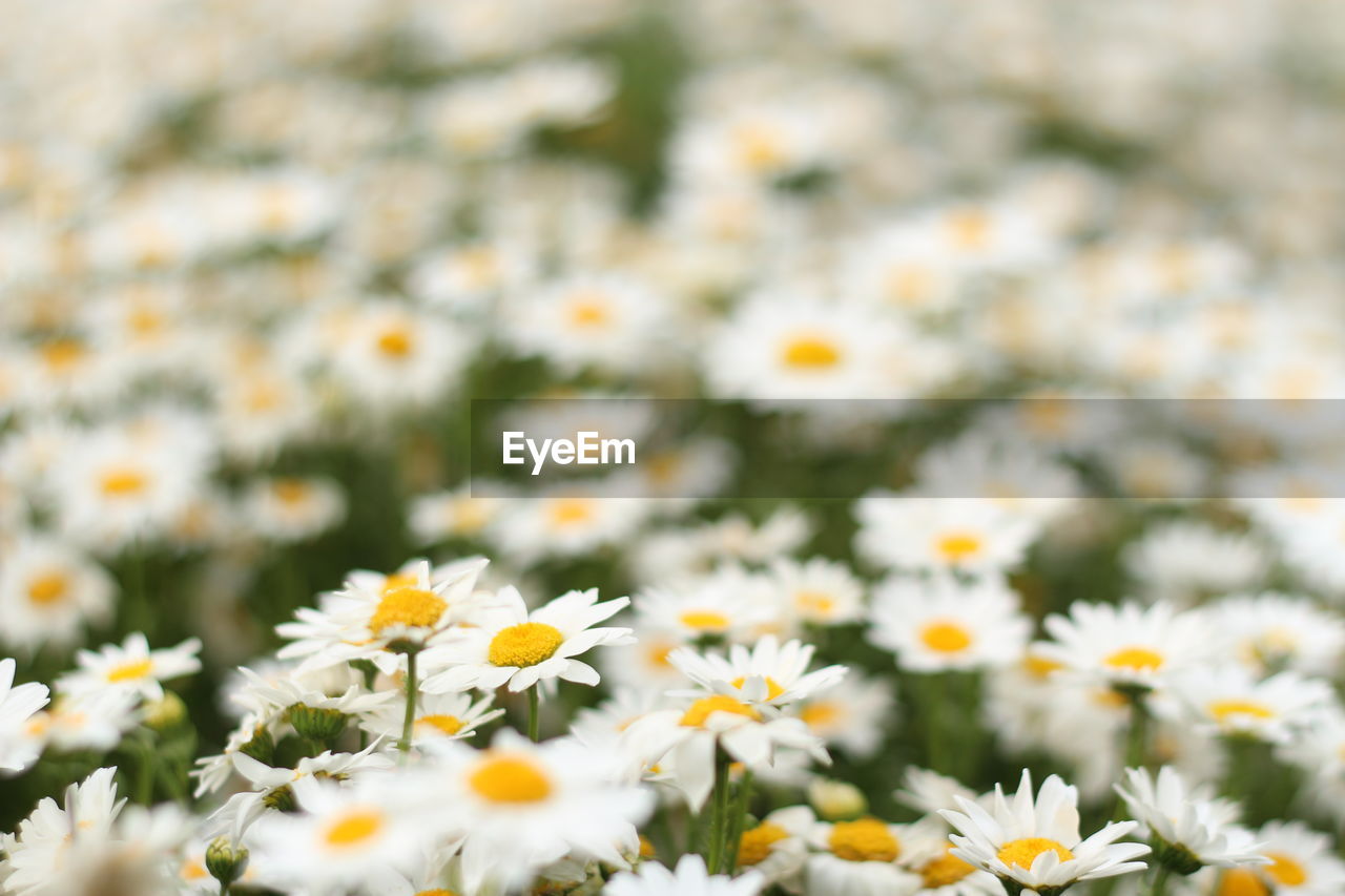 Close-up of white daisy flowers on field