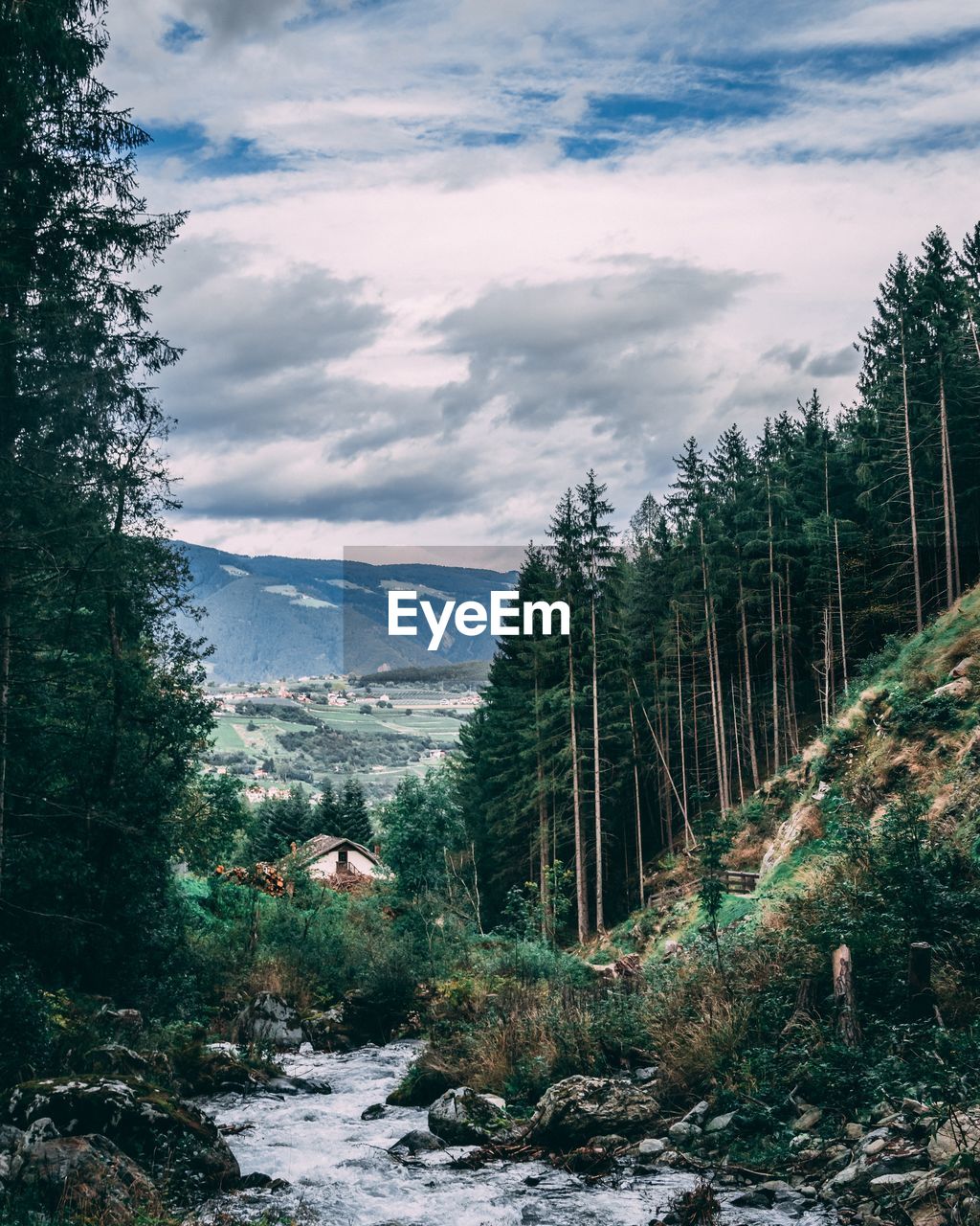 Scenic view of forest against sky