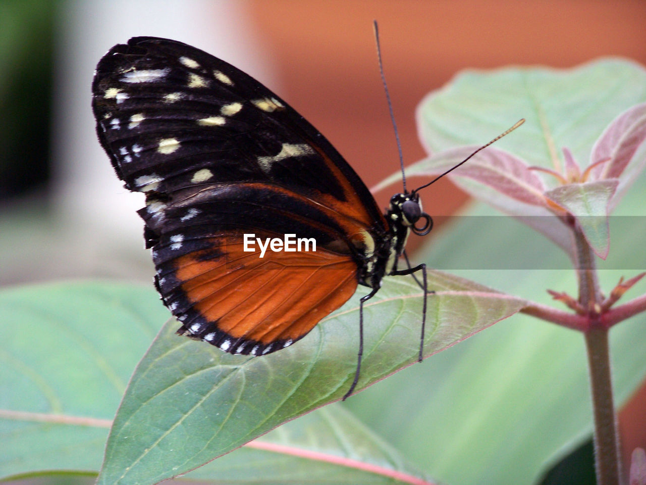 Close-up of butterfly on leaf