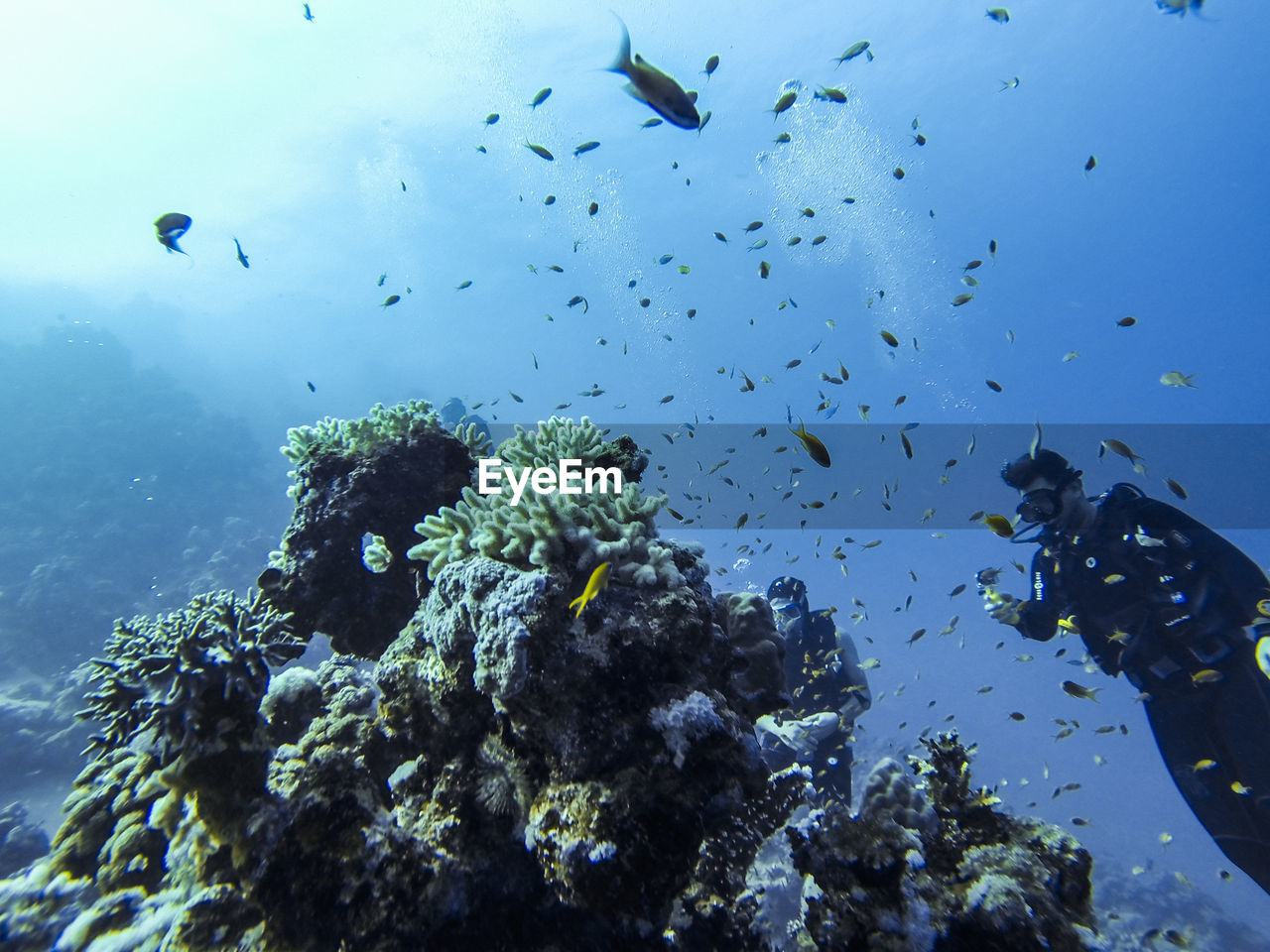 Low angle view of man swimming by fish in sea