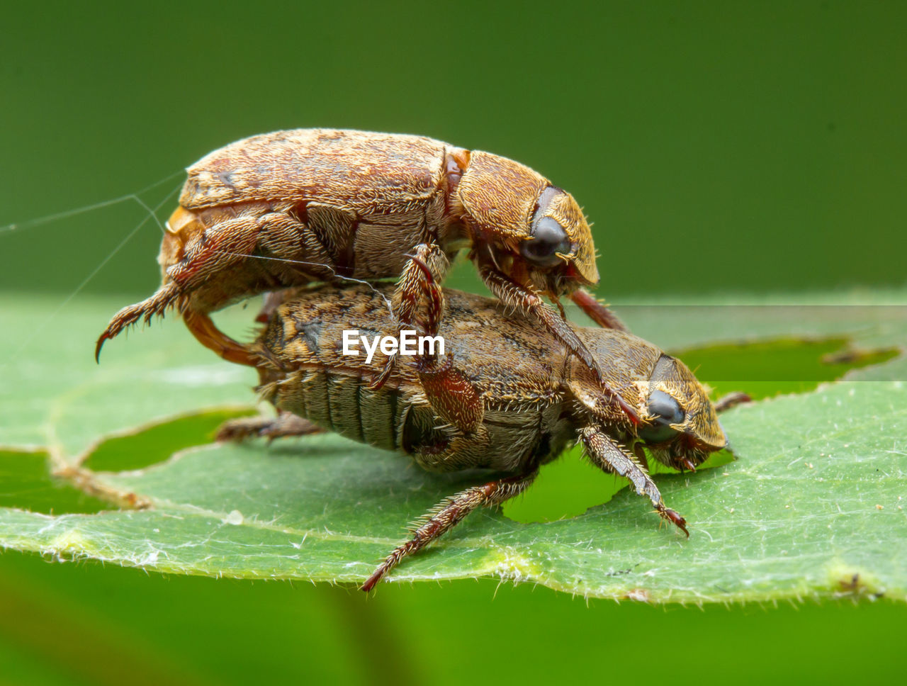 CLOSE-UP OF INSECT