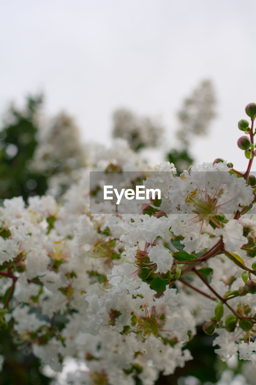 CLOSE-UP OF FRESH WHITE FLOWERS ON TREE