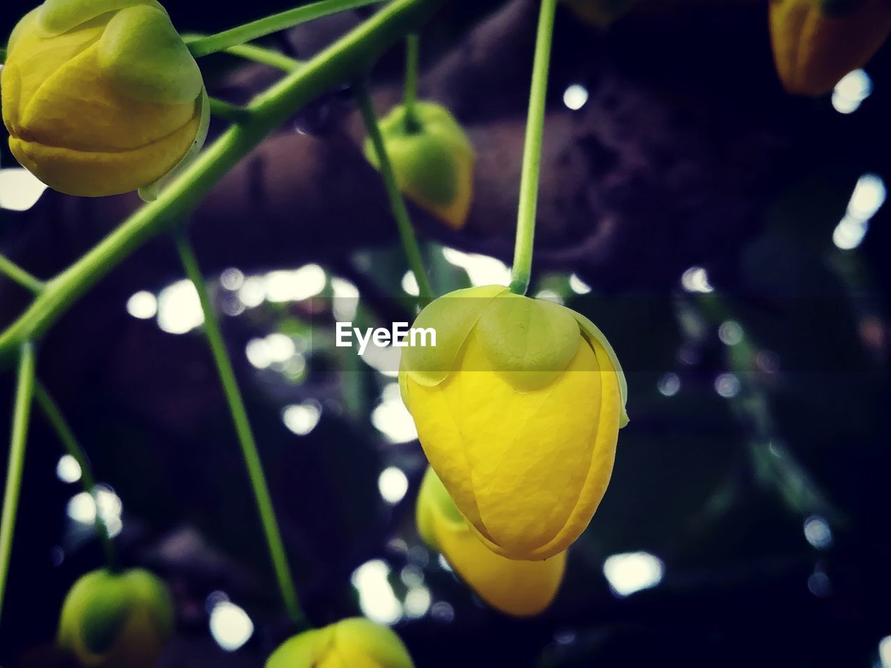 CLOSE-UP OF YELLOW WATER LILY