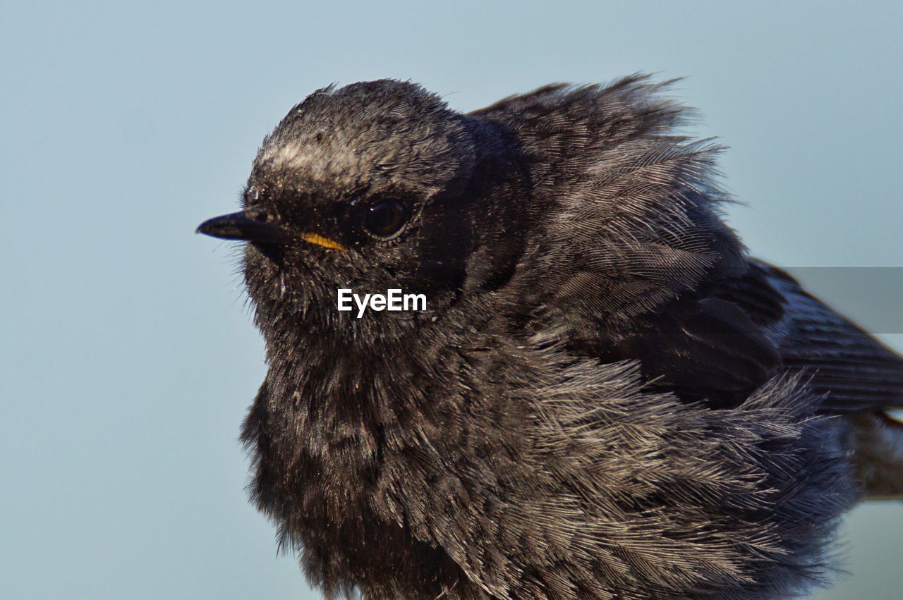 PORTRAIT OF OWL