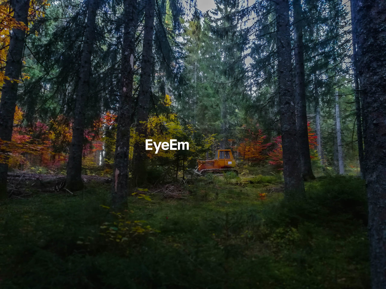 Trees in forest during autumn