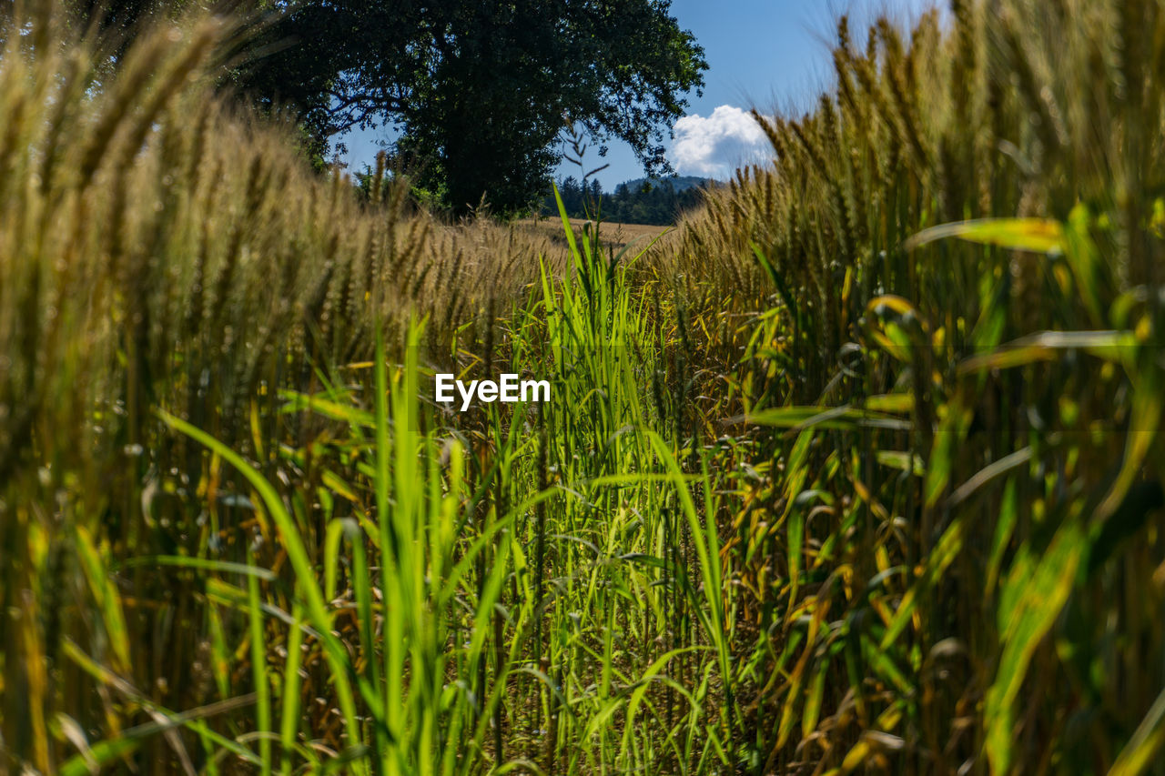 PLANTS GROWING ON FIELD