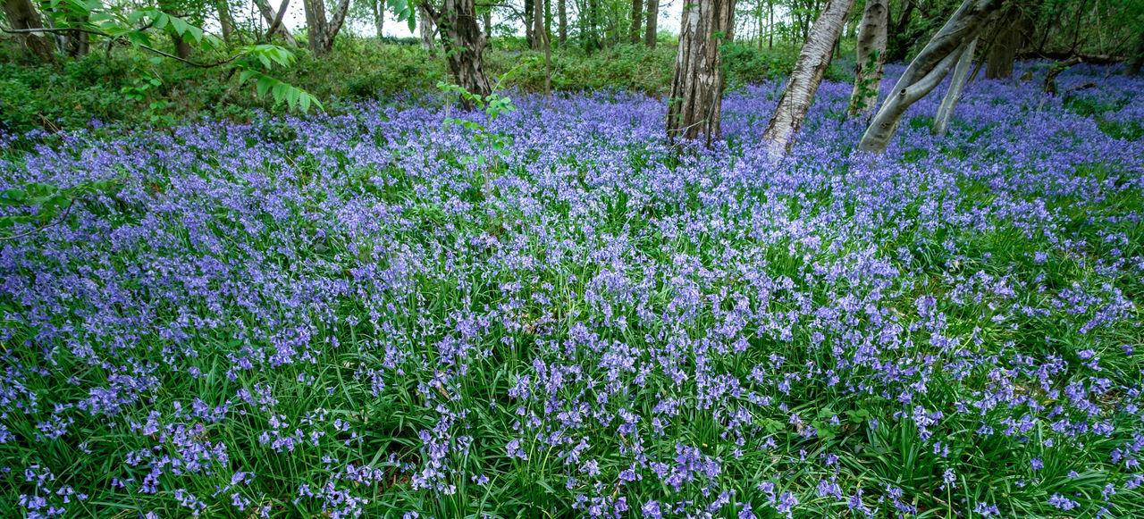 Bluebell flowers growing on field
