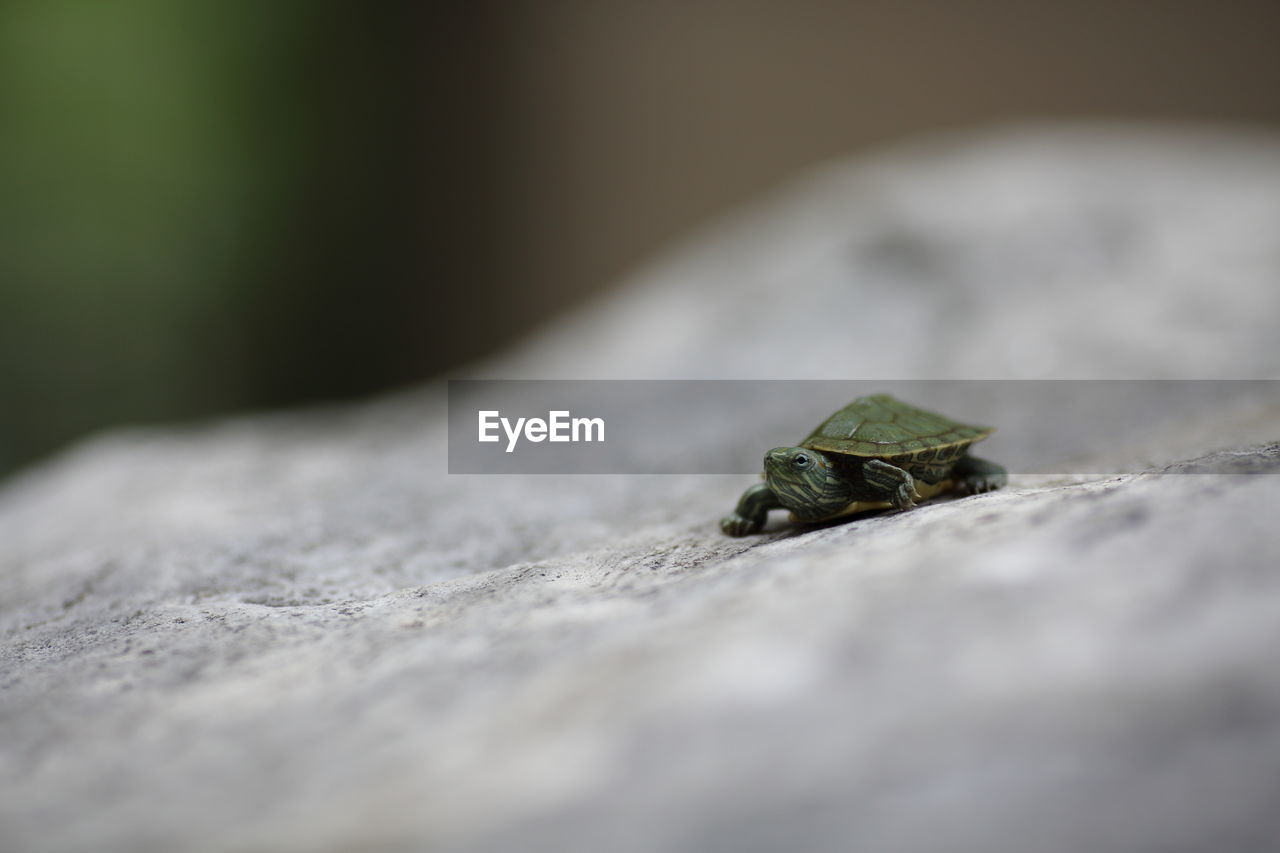 CLOSE-UP OF TURTLE ON ROCK