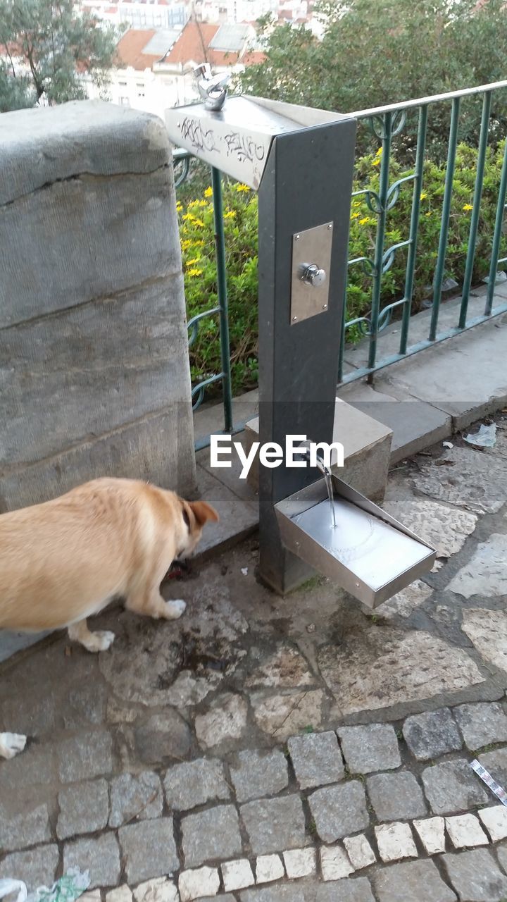 DOG LYING DOWN ON COBBLESTONE