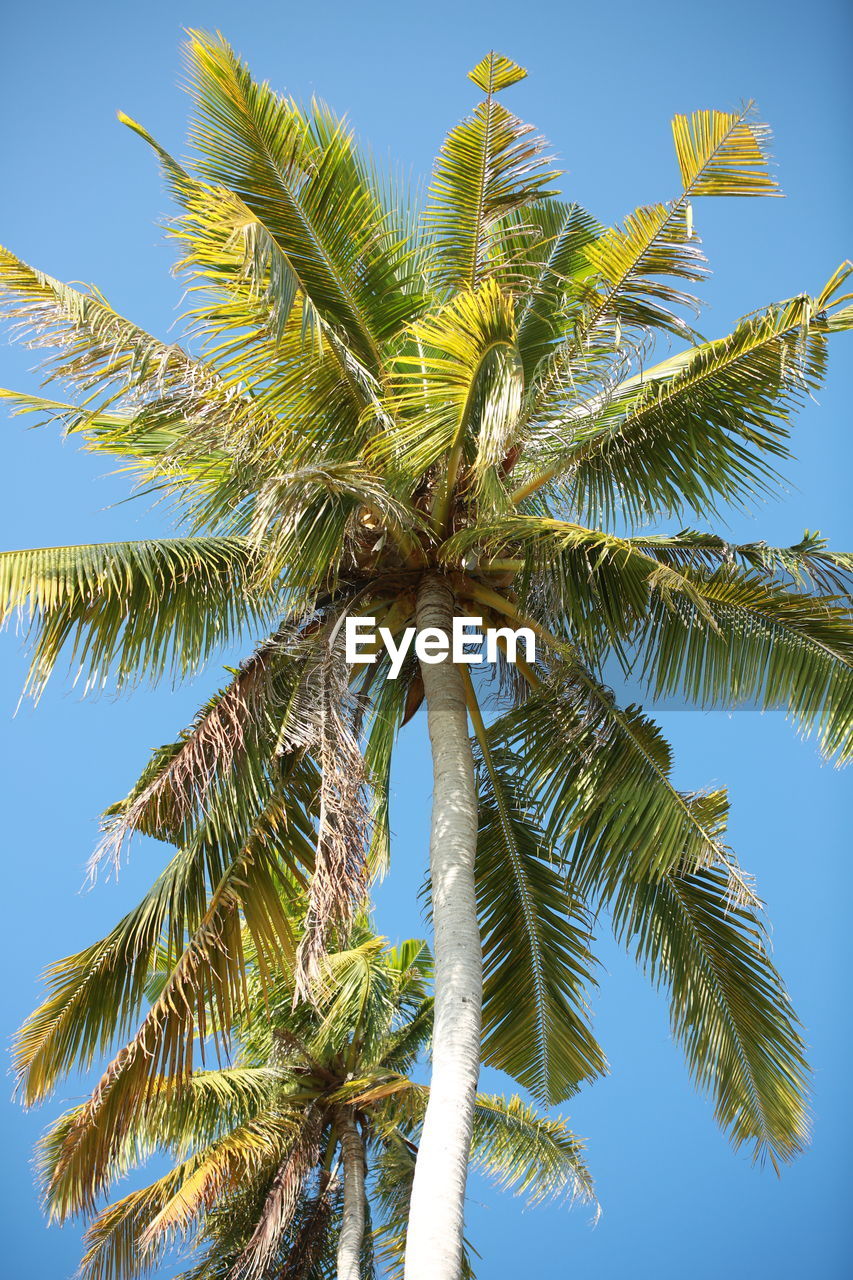 LOW ANGLE VIEW OF COCONUT PALM TREE AGAINST CLEAR SKY