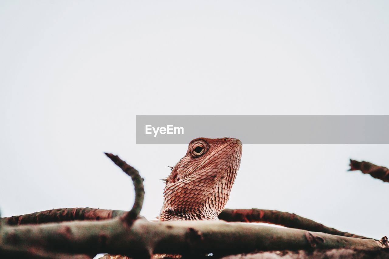 Low angle view of a reptile against clear sky