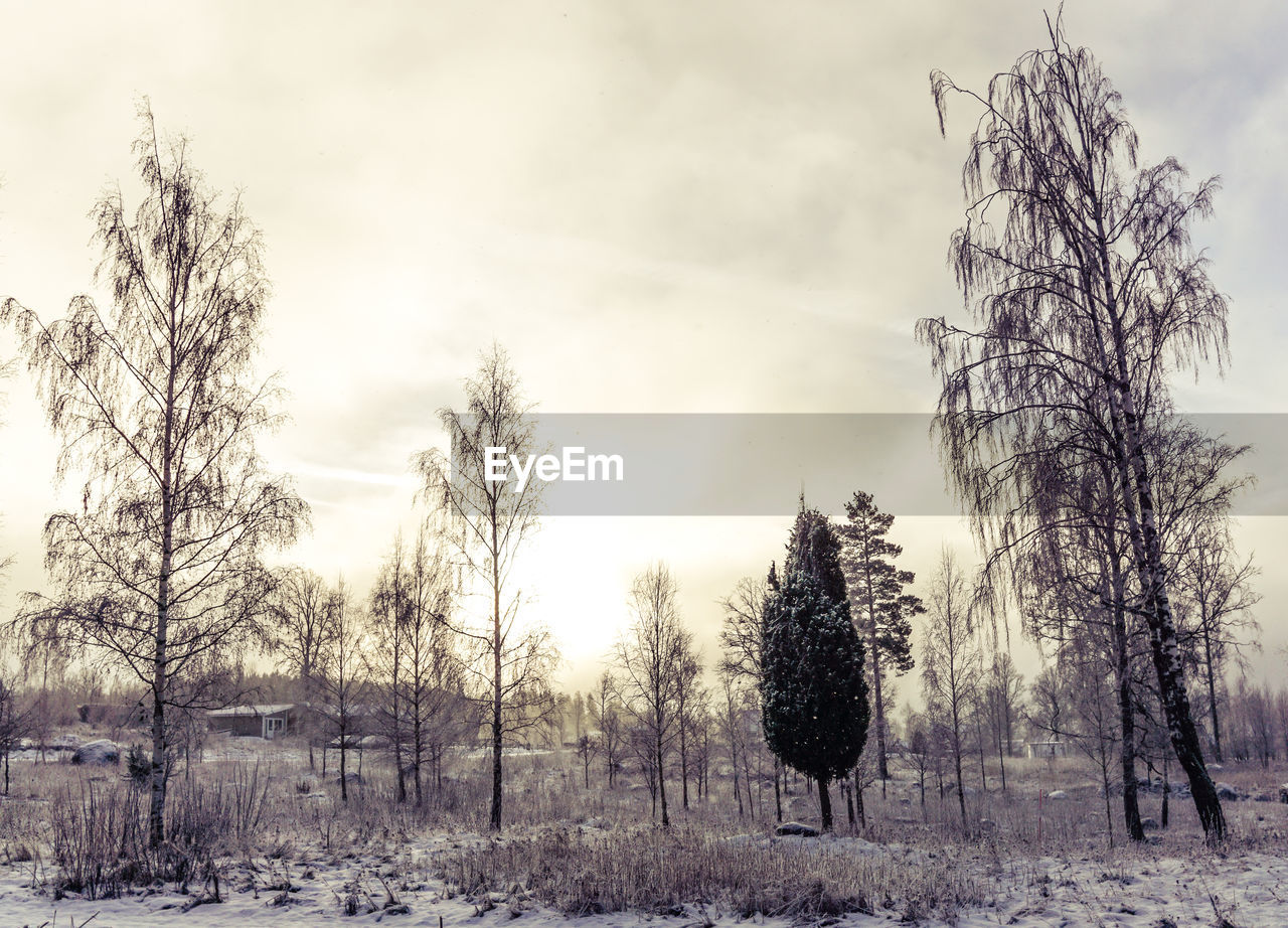 BARE TREES ON SNOWY LANDSCAPE AGAINST SKY